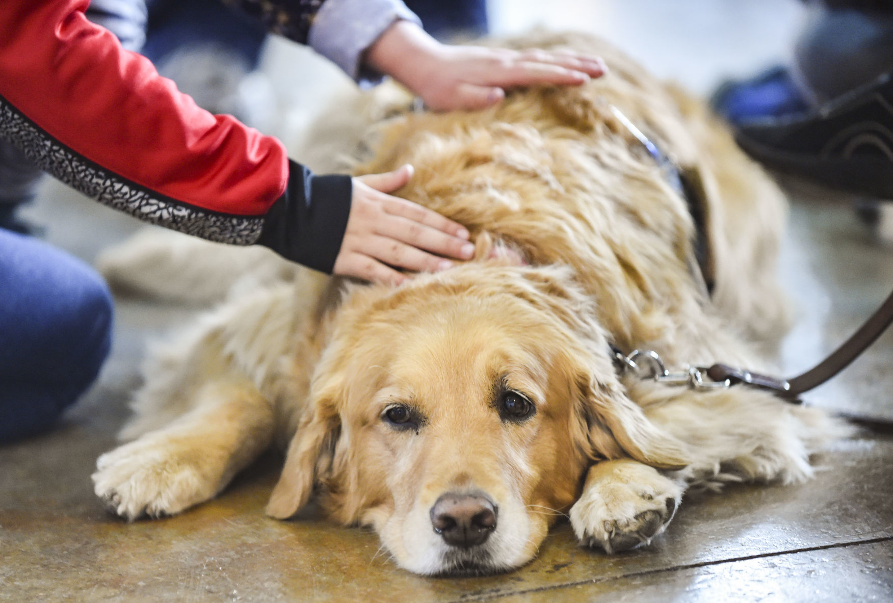 041519-qct-qca-dogs-01.jpg